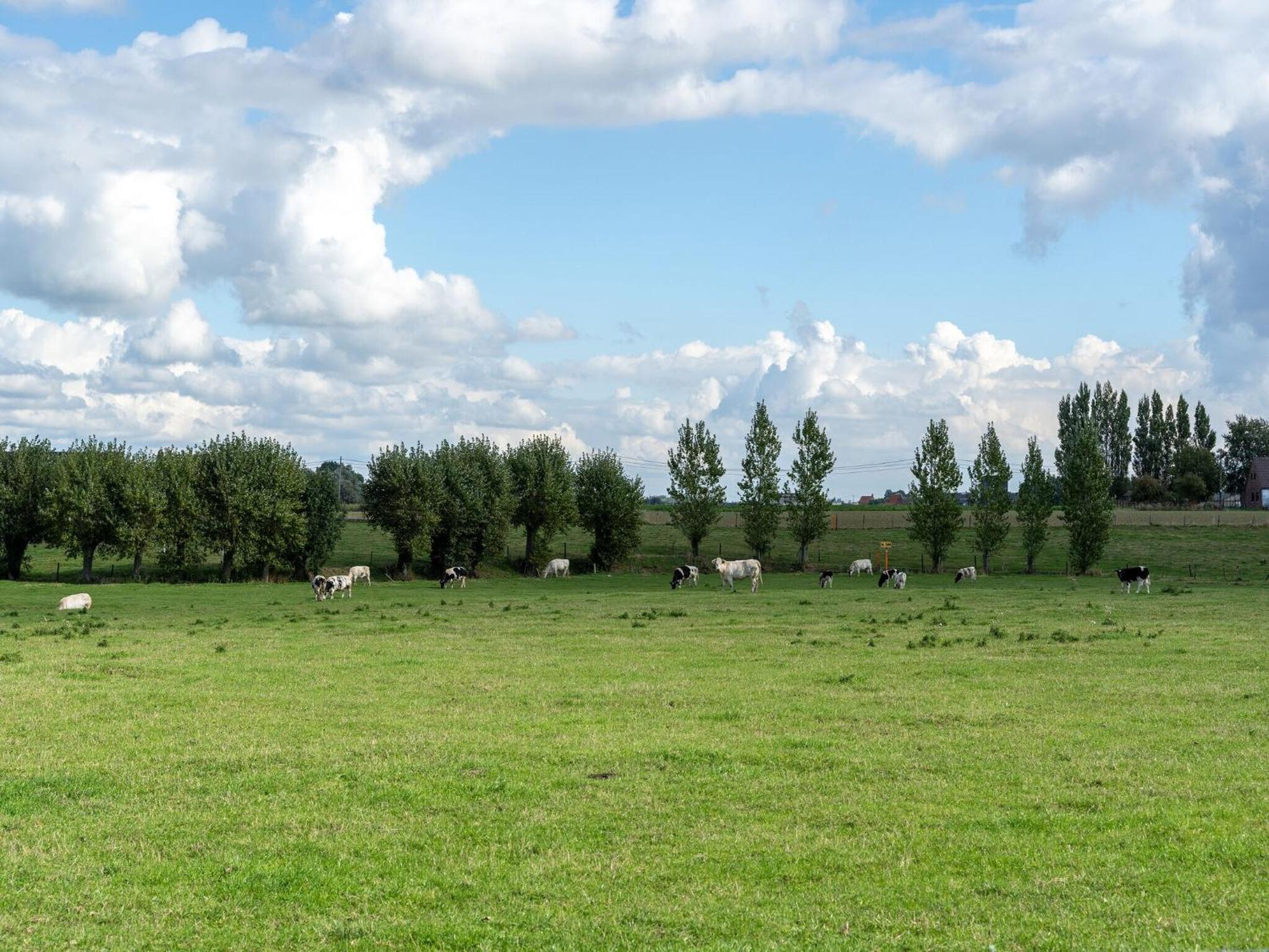 Spacious Holiday Home With Pond In Poperinge Roesbrugge-Haringe Εξωτερικό φωτογραφία